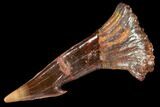 Fossil Sawfish (Onchopristis) Rostral Barb- Morocco #106439-1